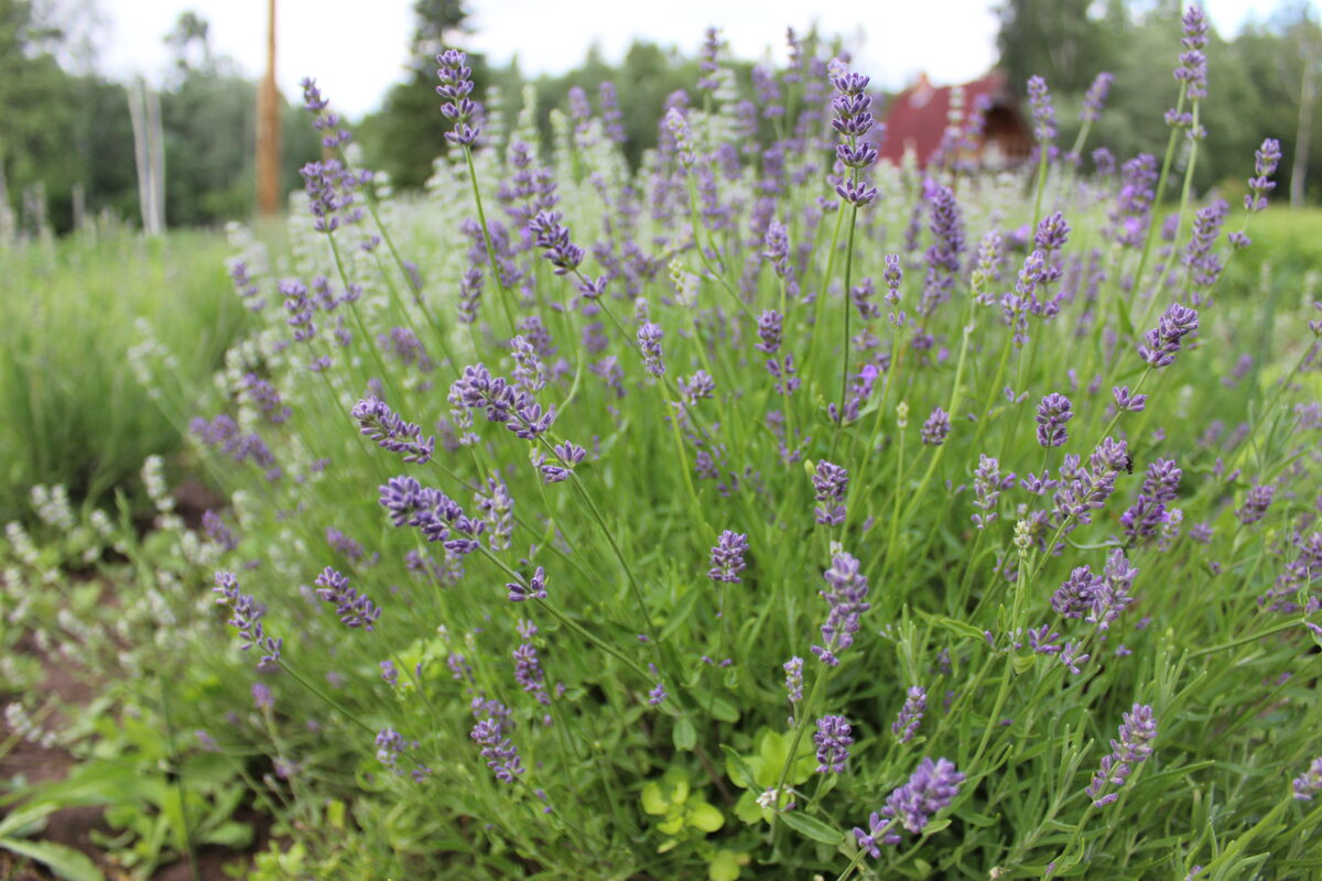 'True Lavender' winter hardy lavender plants