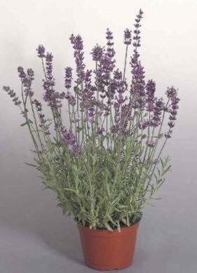 'Munsted Dwarf' winter hardy lavender plants