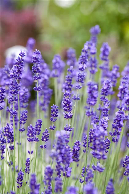 'Vienco Purple' (lavandula angustifolia) ziemcietīgi lavandu stādi otrais gads