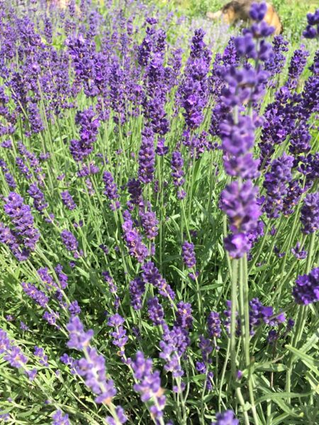 'Hidcote Blue' winter hardy lavender plants