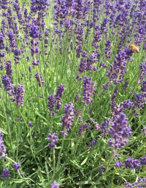 'Provance Blue' winter hardy lavender plants