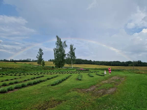 lavandulla