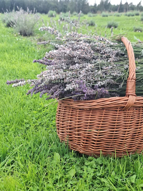 lavanda